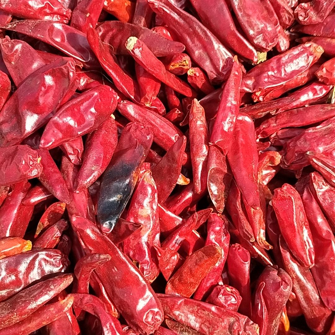 辣椒大蒜种植收购，王新利