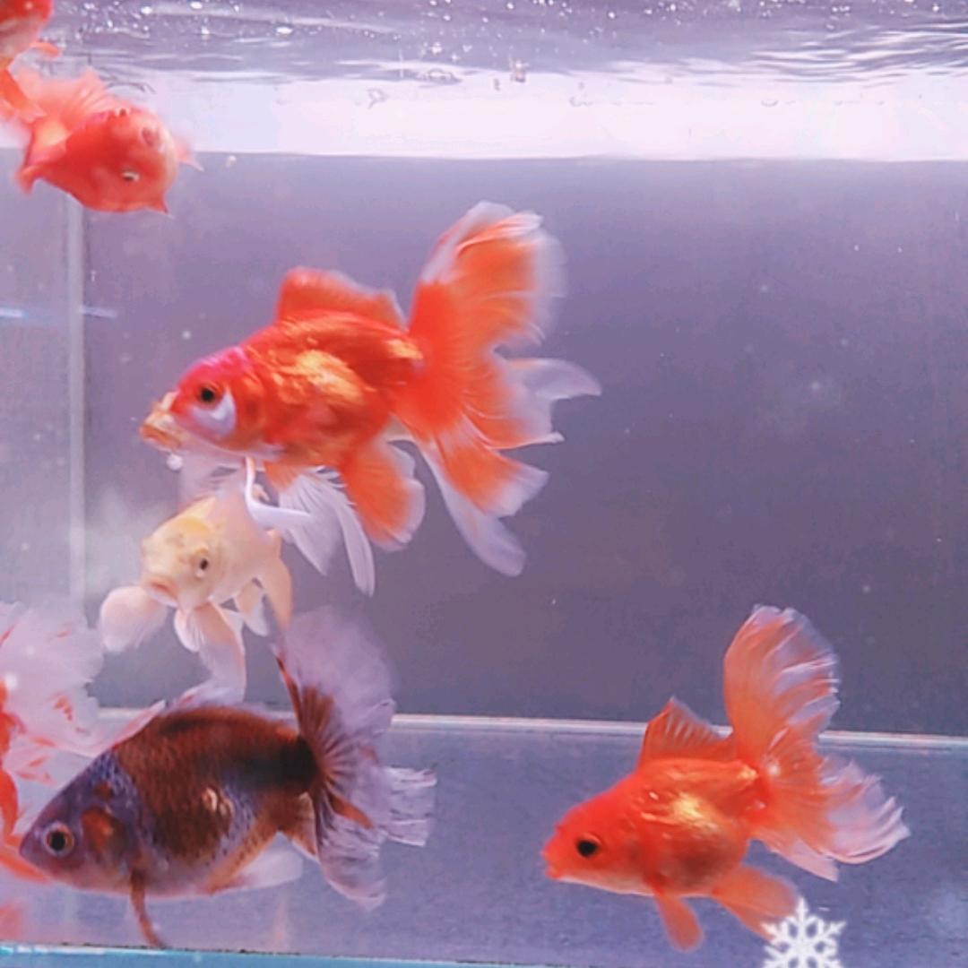 章鱼磊哥(凤舞九天)