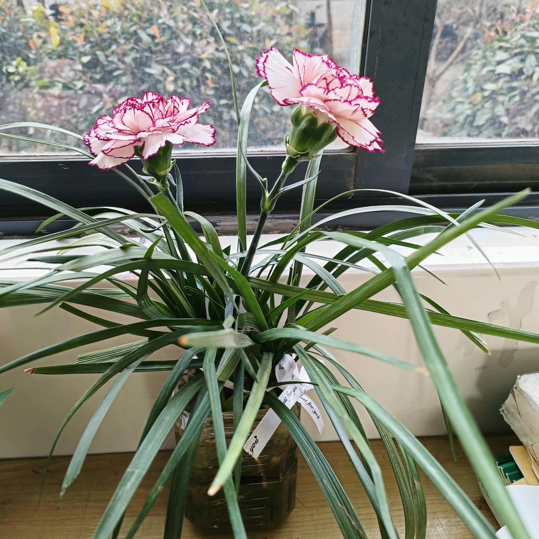 实德小学常老师