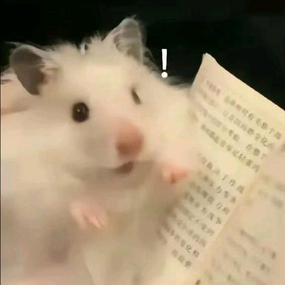 自豹自弃废鼠鼠