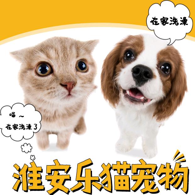 猫窝窝宠物和乐猫宠物同号官方号