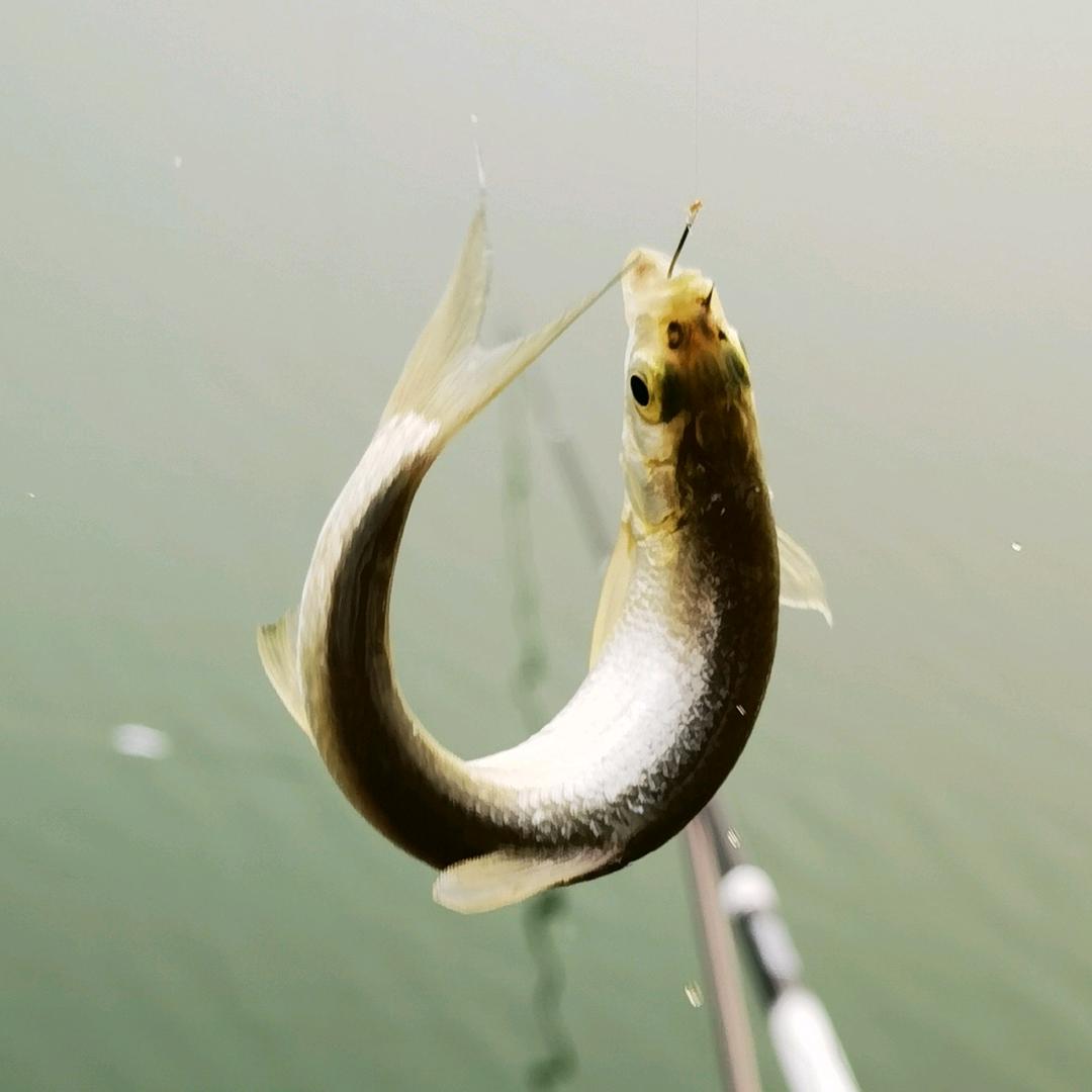 钓小鱼痴