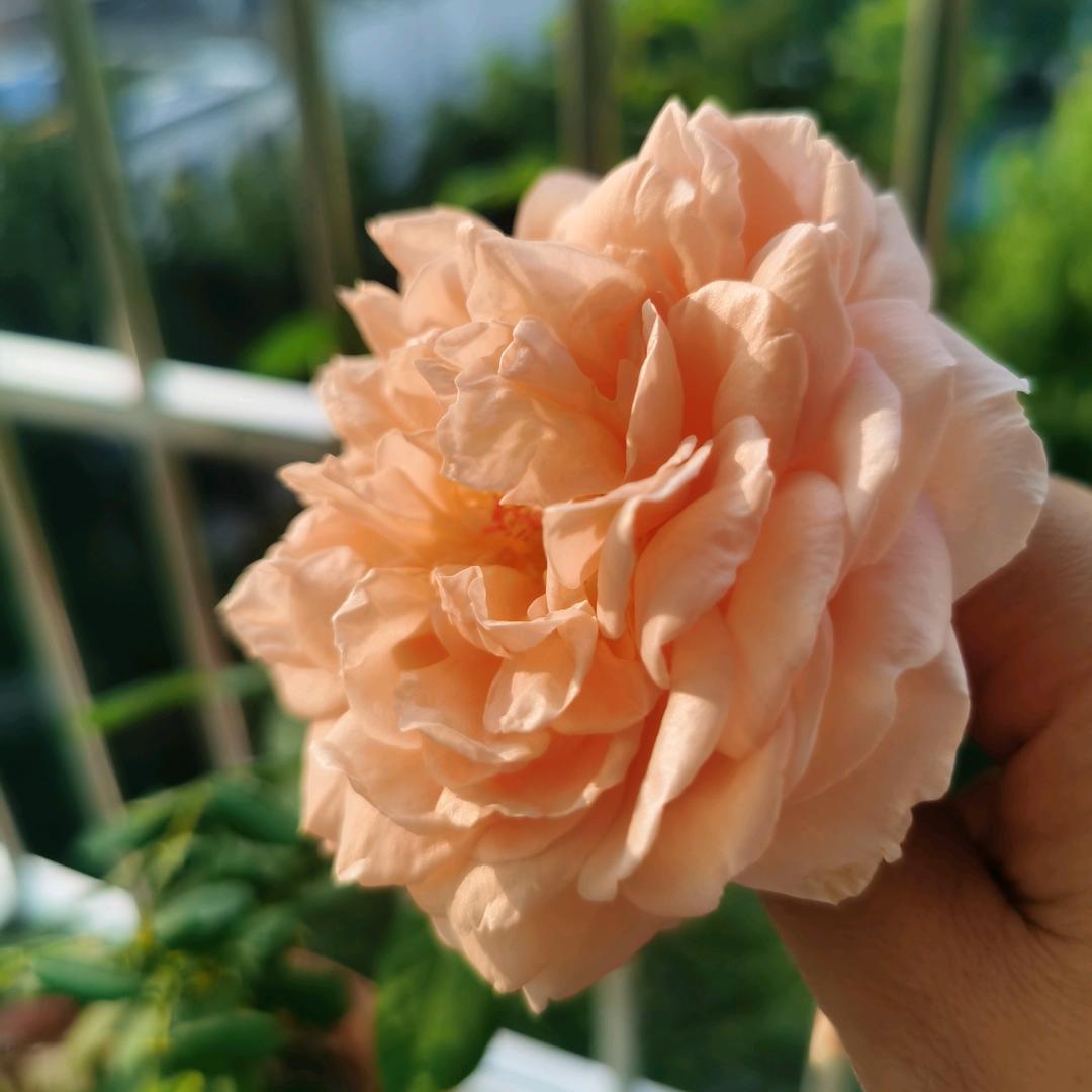 扬W松花蛋