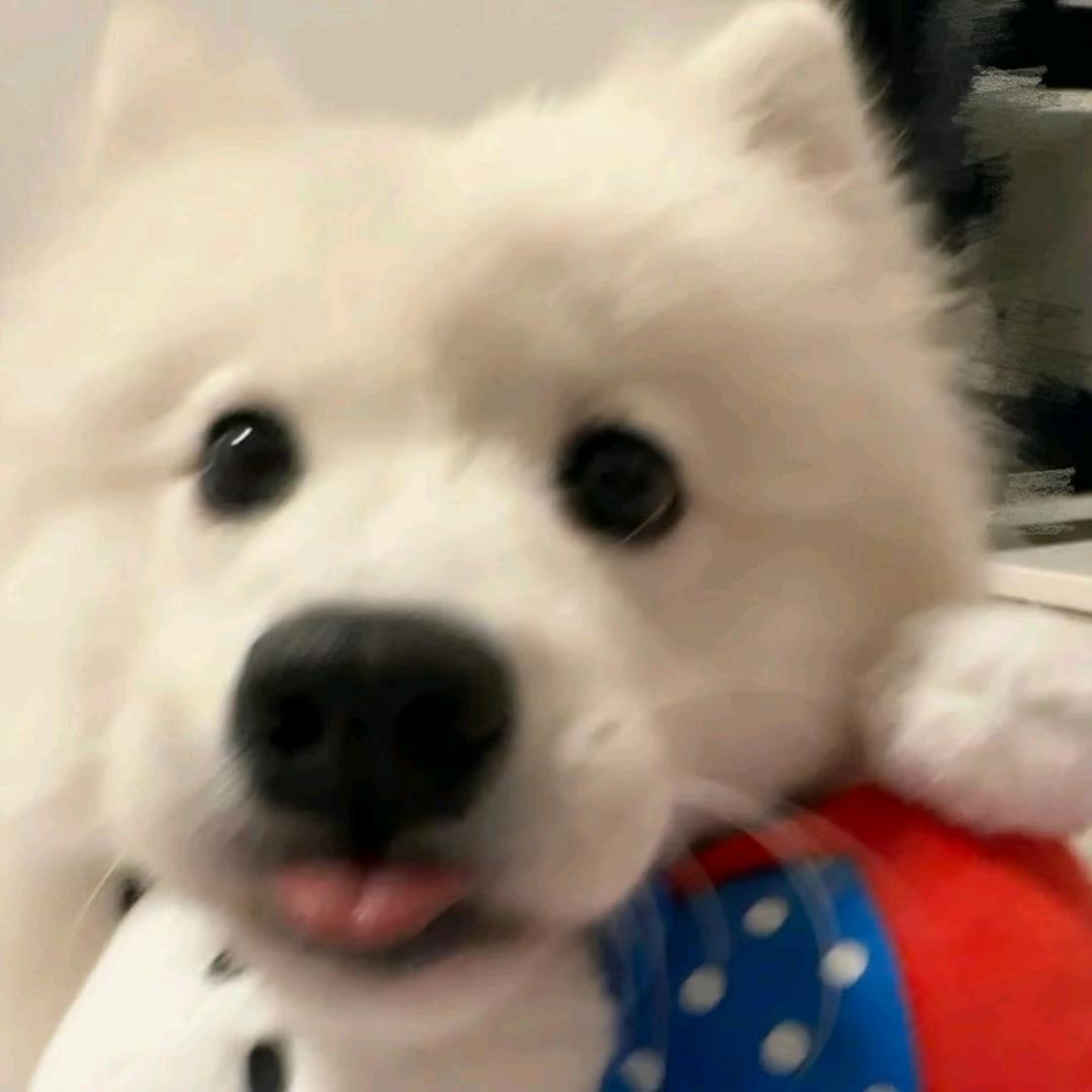 爱吃土豆