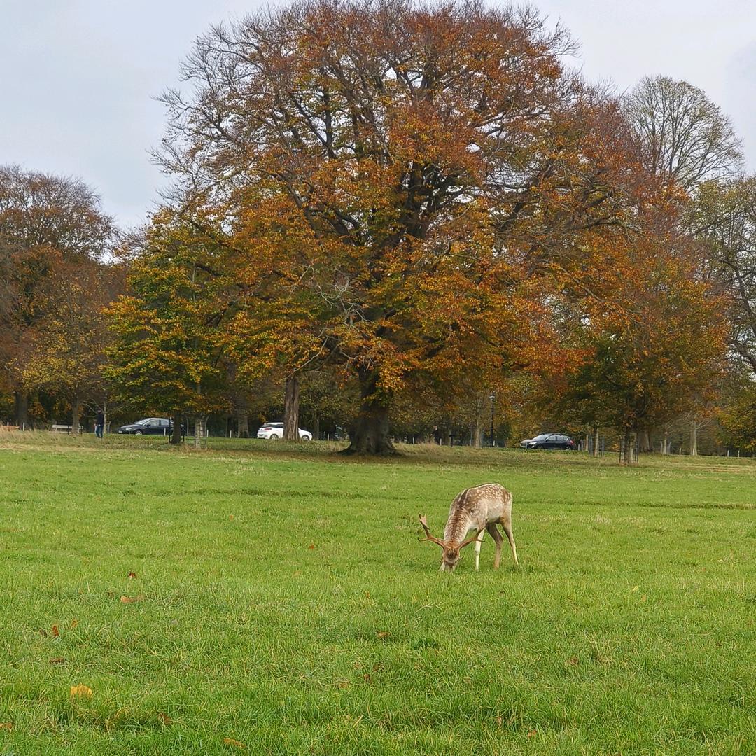 名厨鲁味吉庆堂