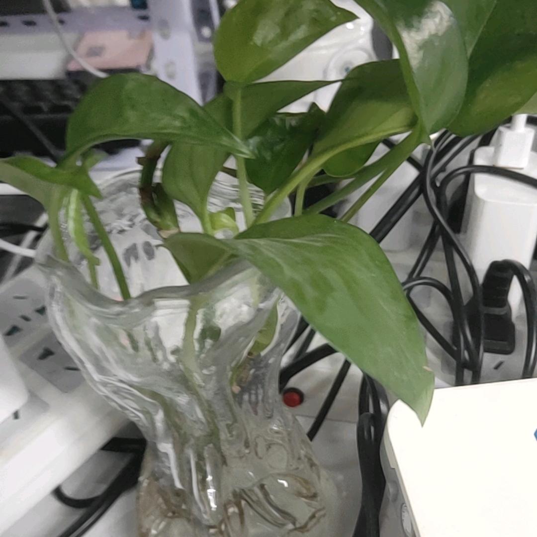 休发动鸡