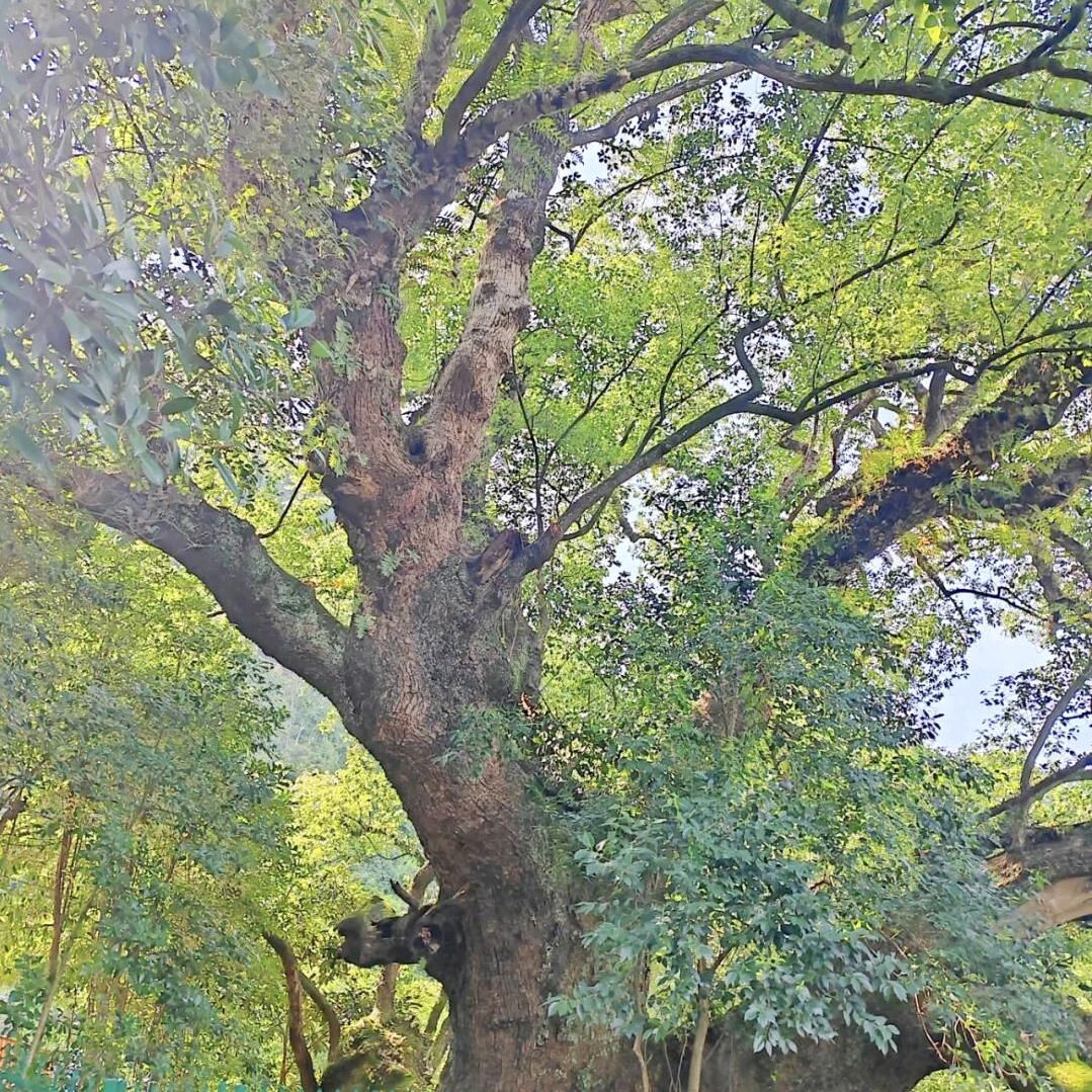 香樟树下