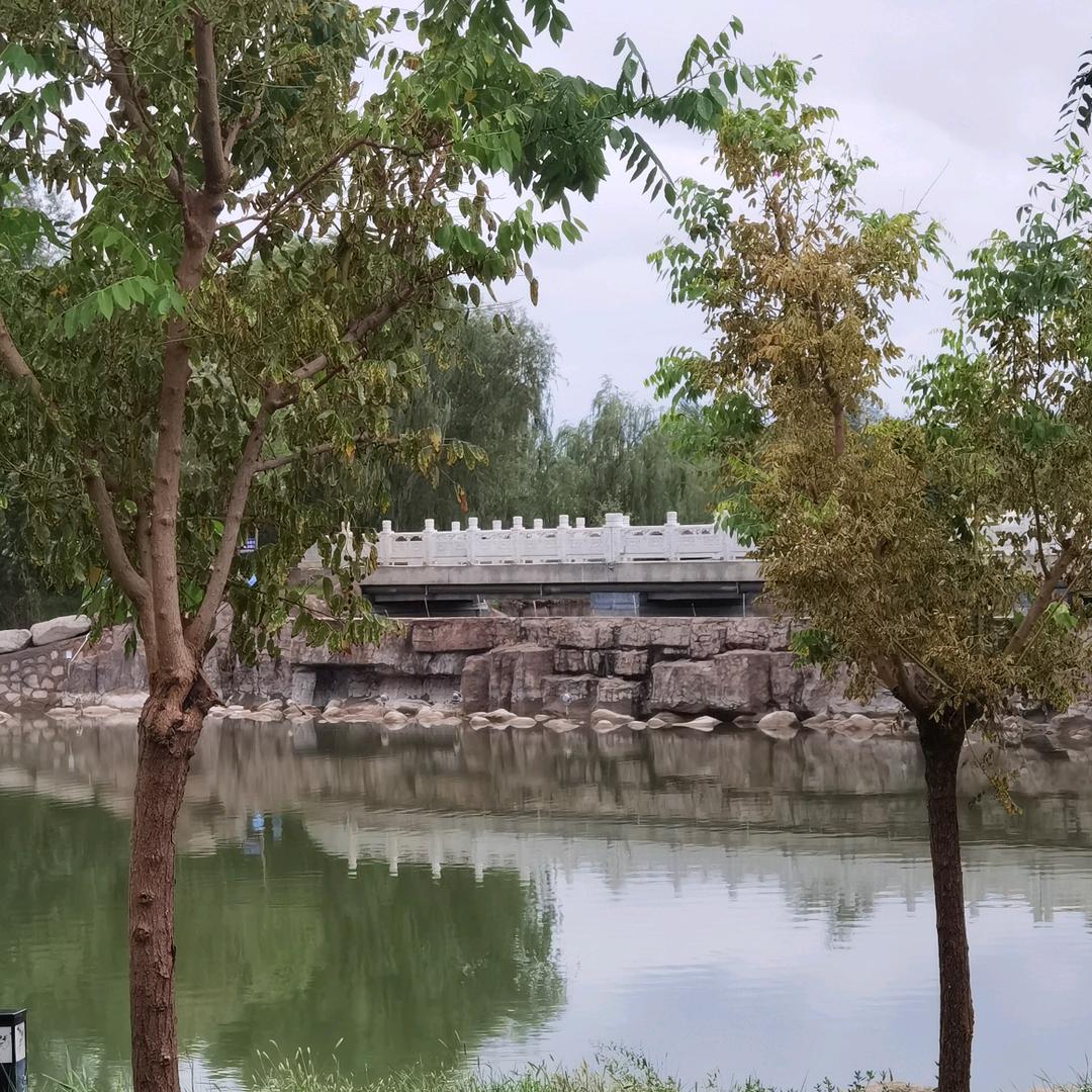 向阳花