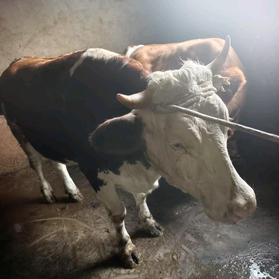 李家清真新鲜牛肉