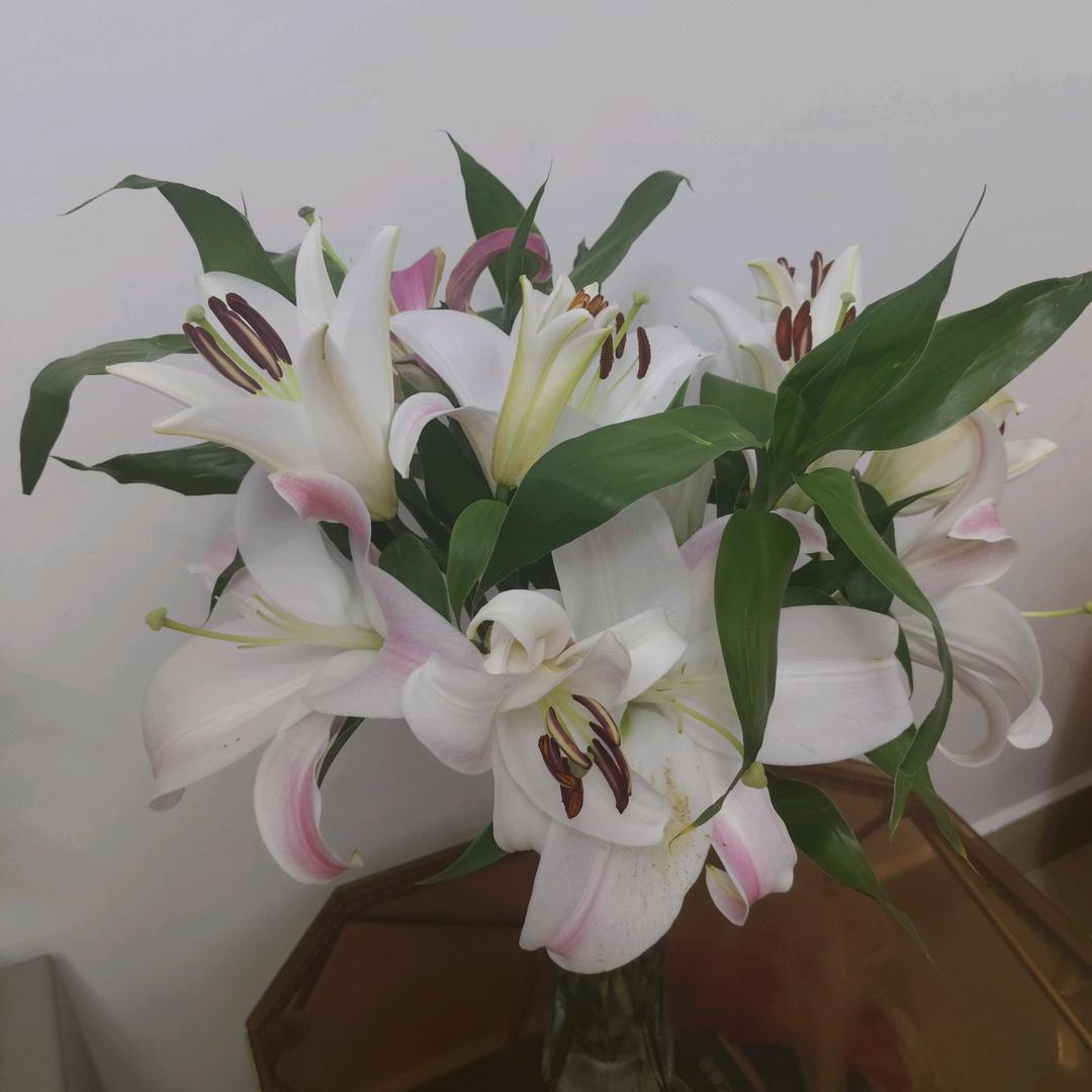 莲花🌺