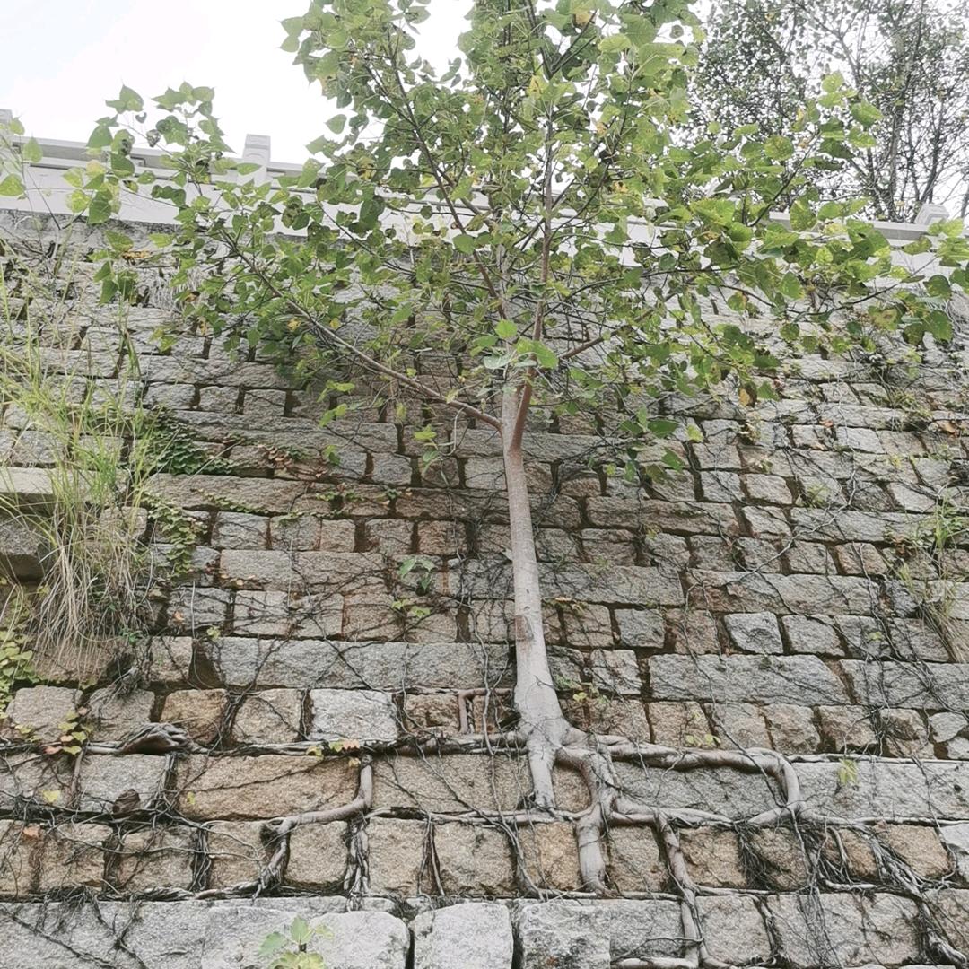 我是大叔咯咯咯