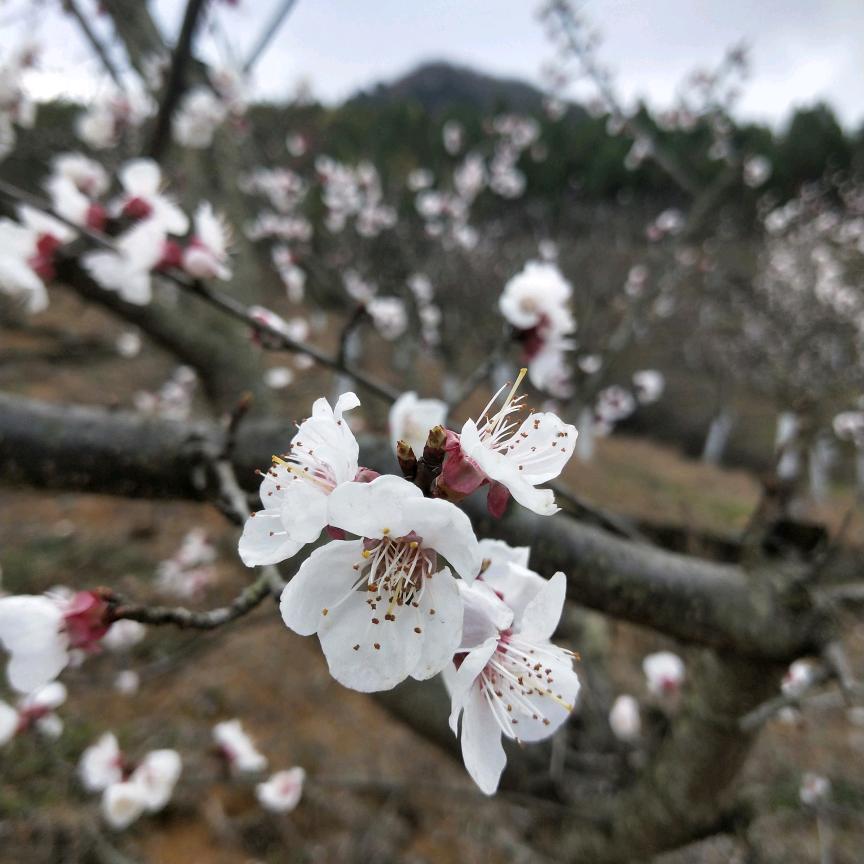 月下海棠