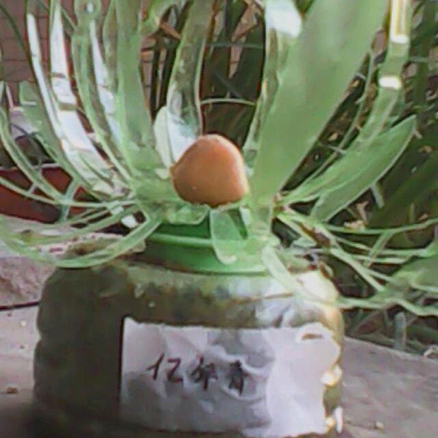 Huang黄海haijing