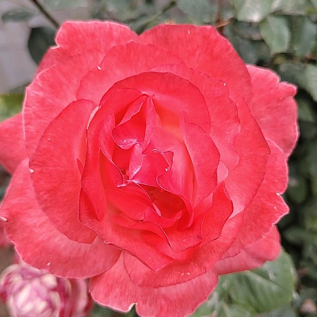 🌸杨杨得亿🌸