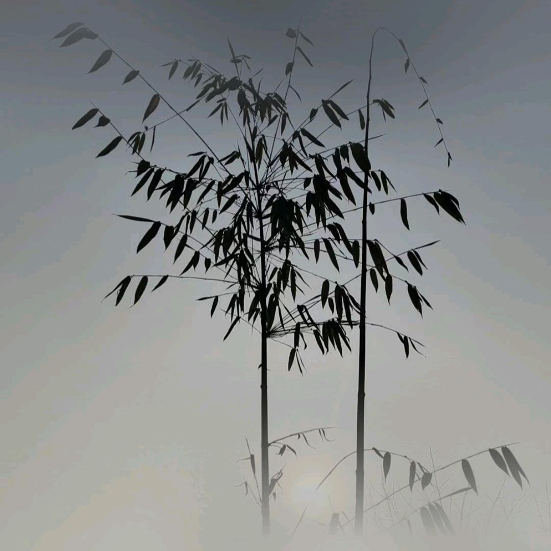 衍界智行