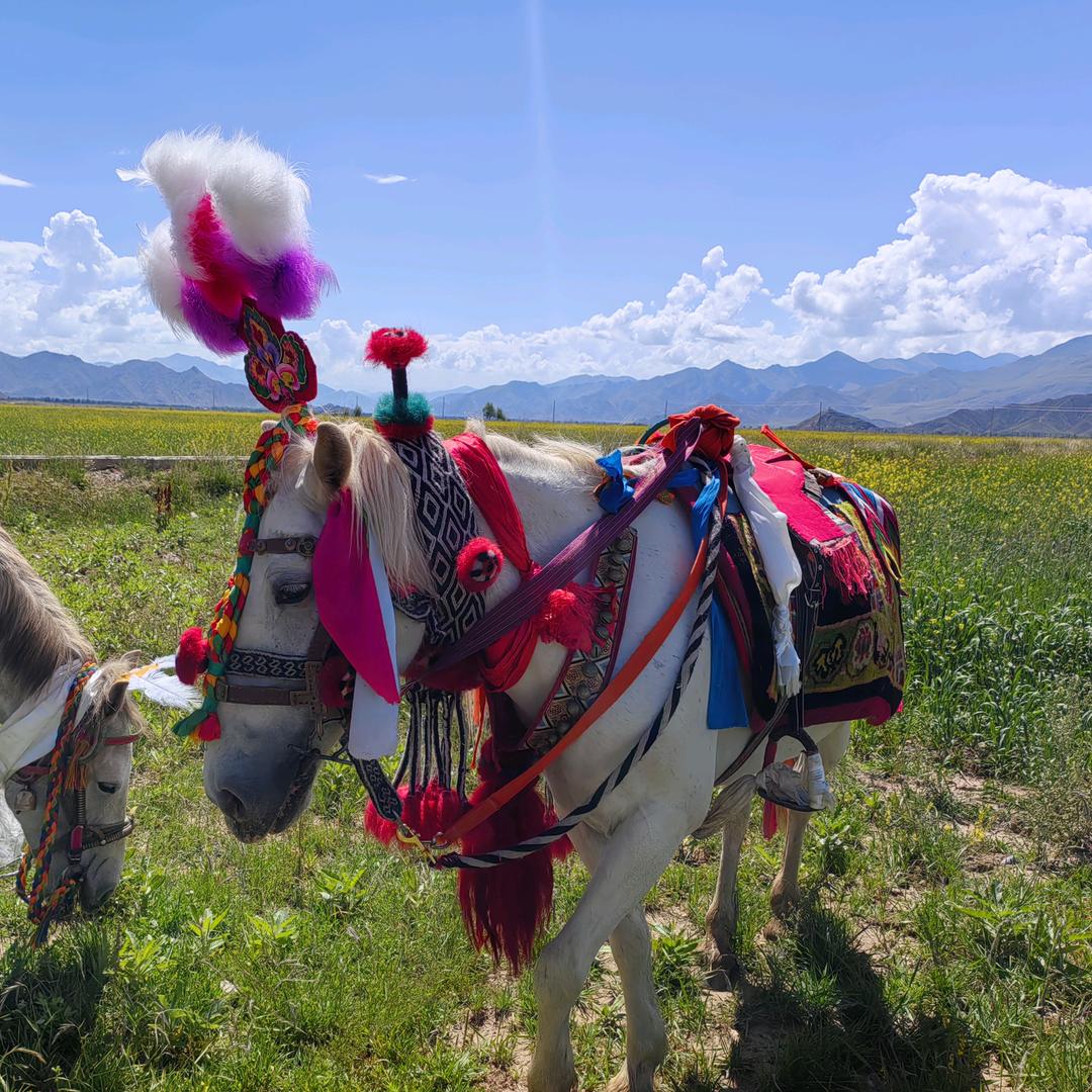 林周县多布仓马具销售店