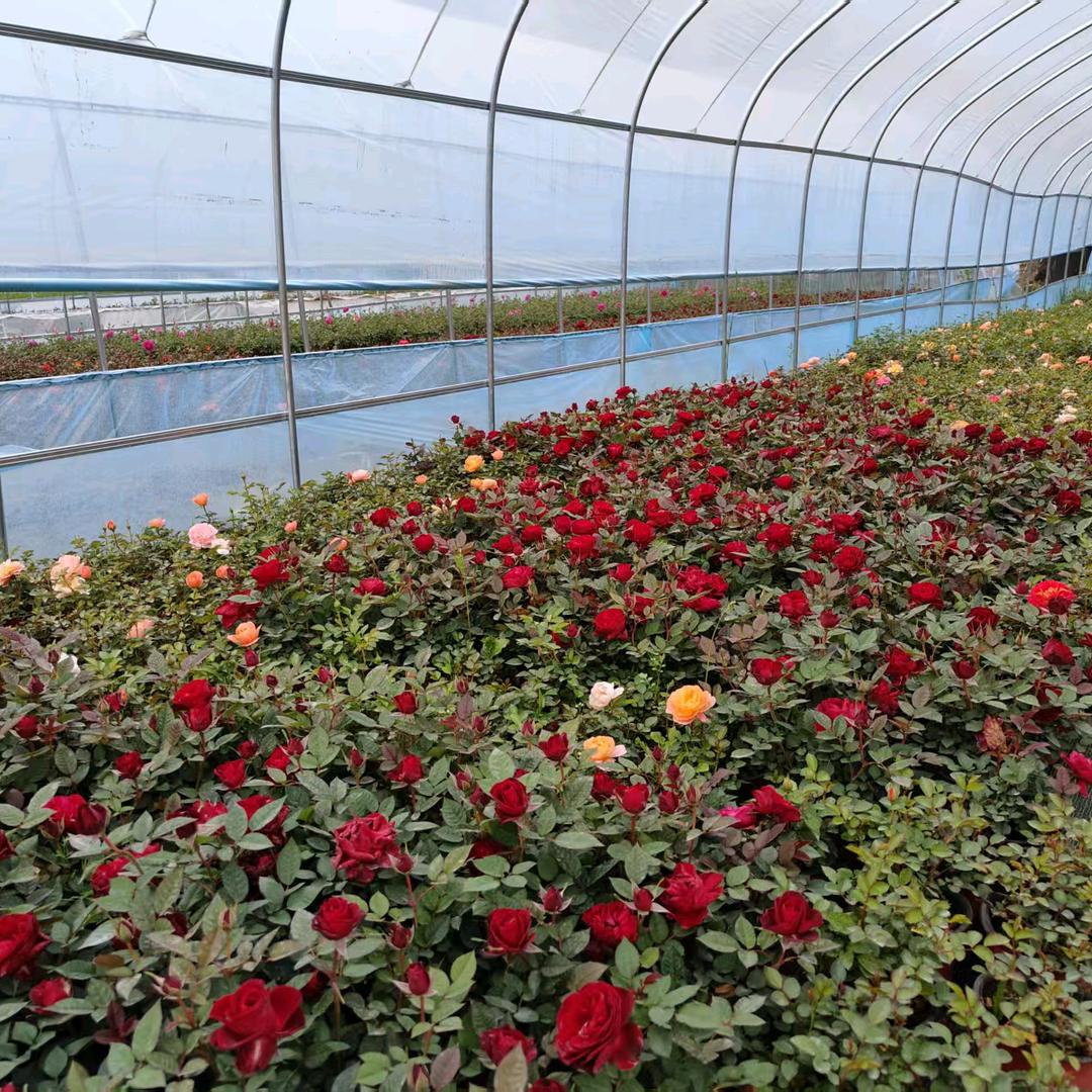 倩倩玫瑰花卉店