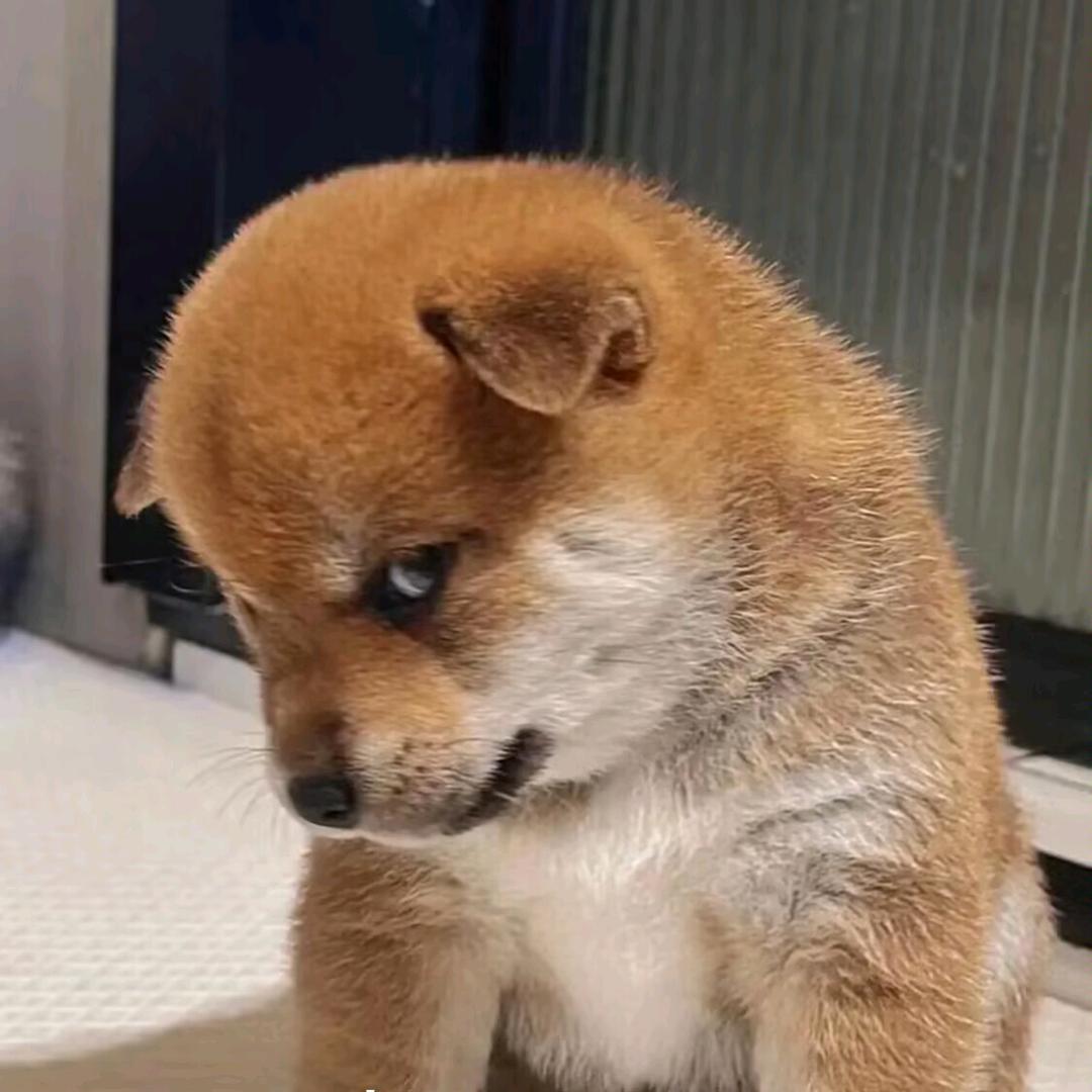 小猫怎么那么乖