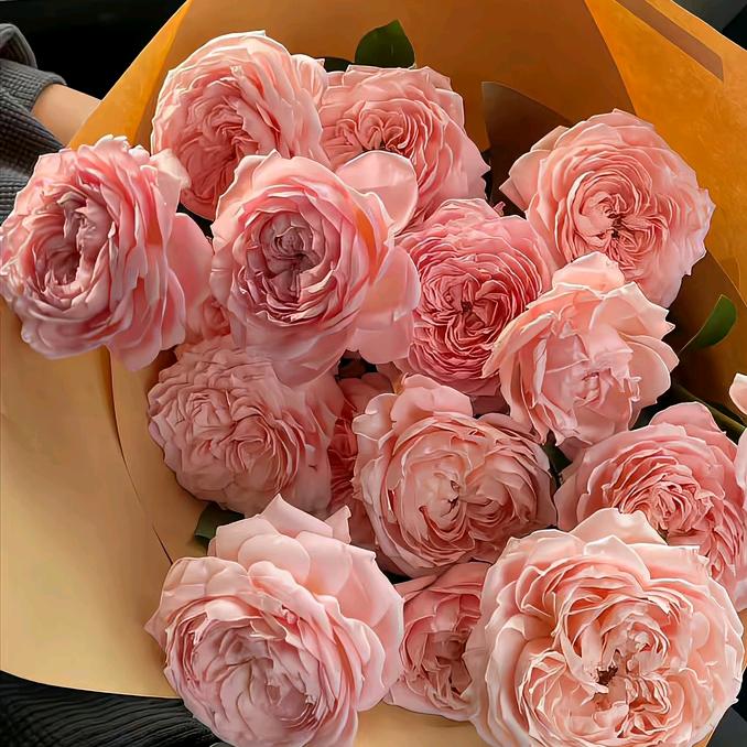 ₍˄·͈༝·͈˄*₎◞ ̑̑