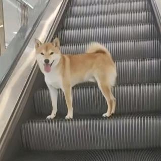 小^半✘糖^的🍬