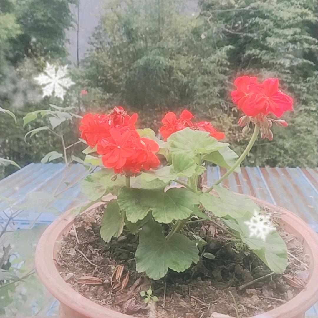 小篮