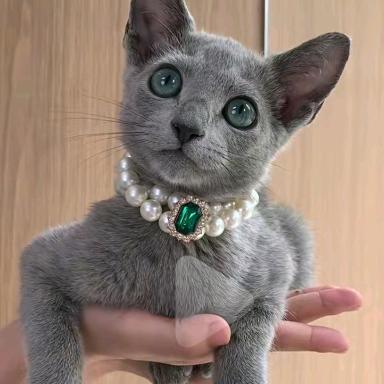 蓝猫淘气臭皮蛋