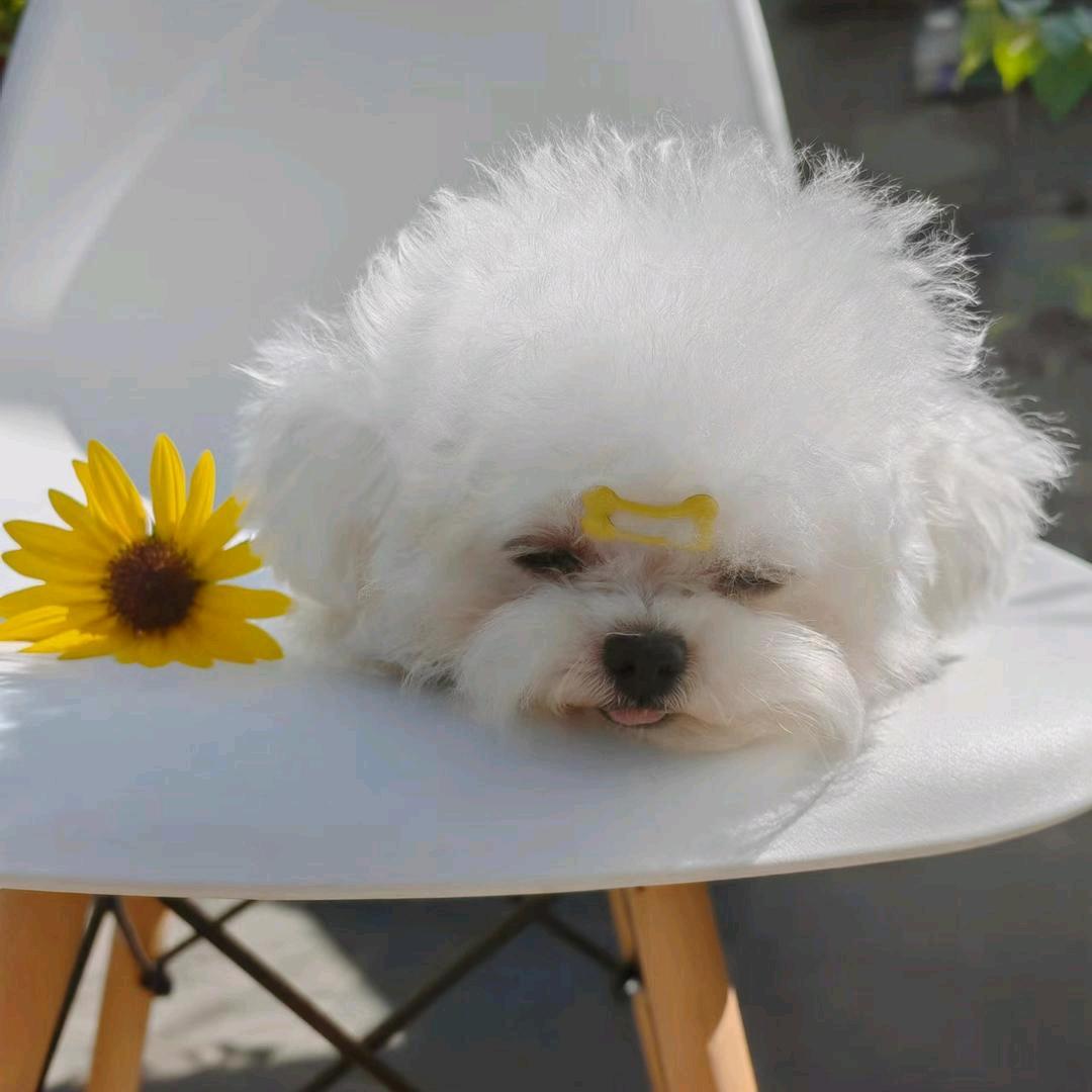 雯雯闹闹家小助理（秒回）