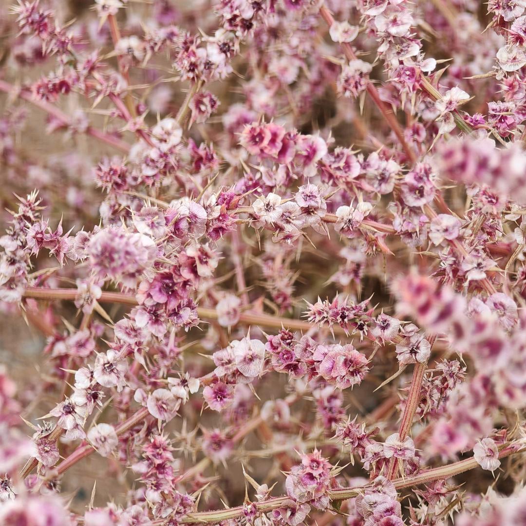 Grace站💕起💕来