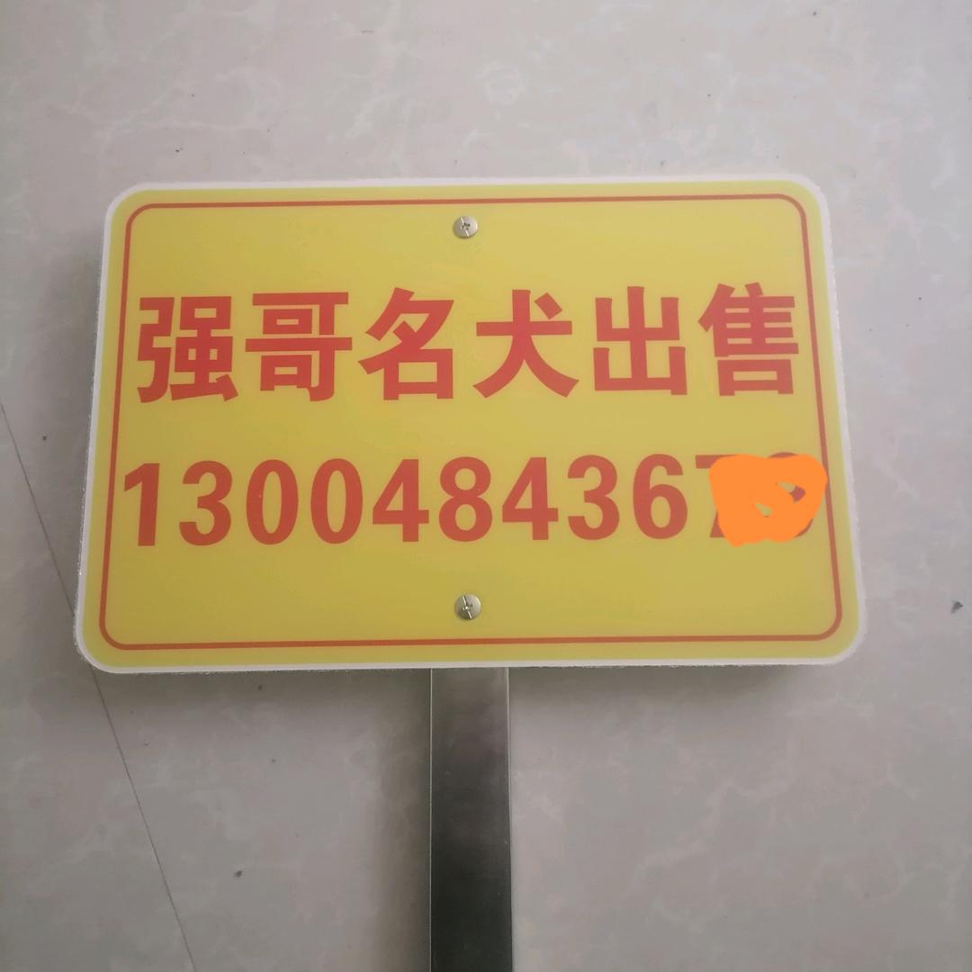 强哥🇨🇳🇨🇳
