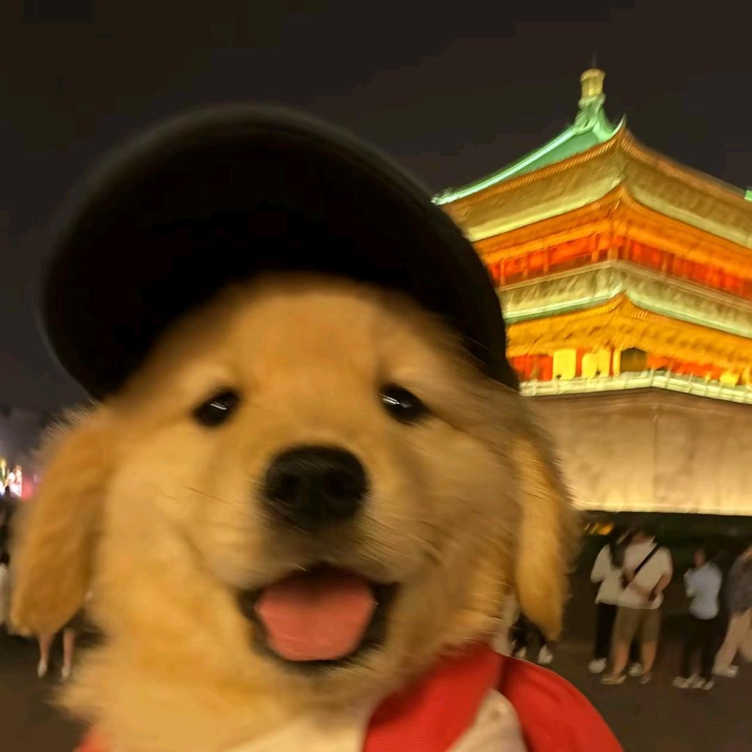 歆艺（移植失功复透）
