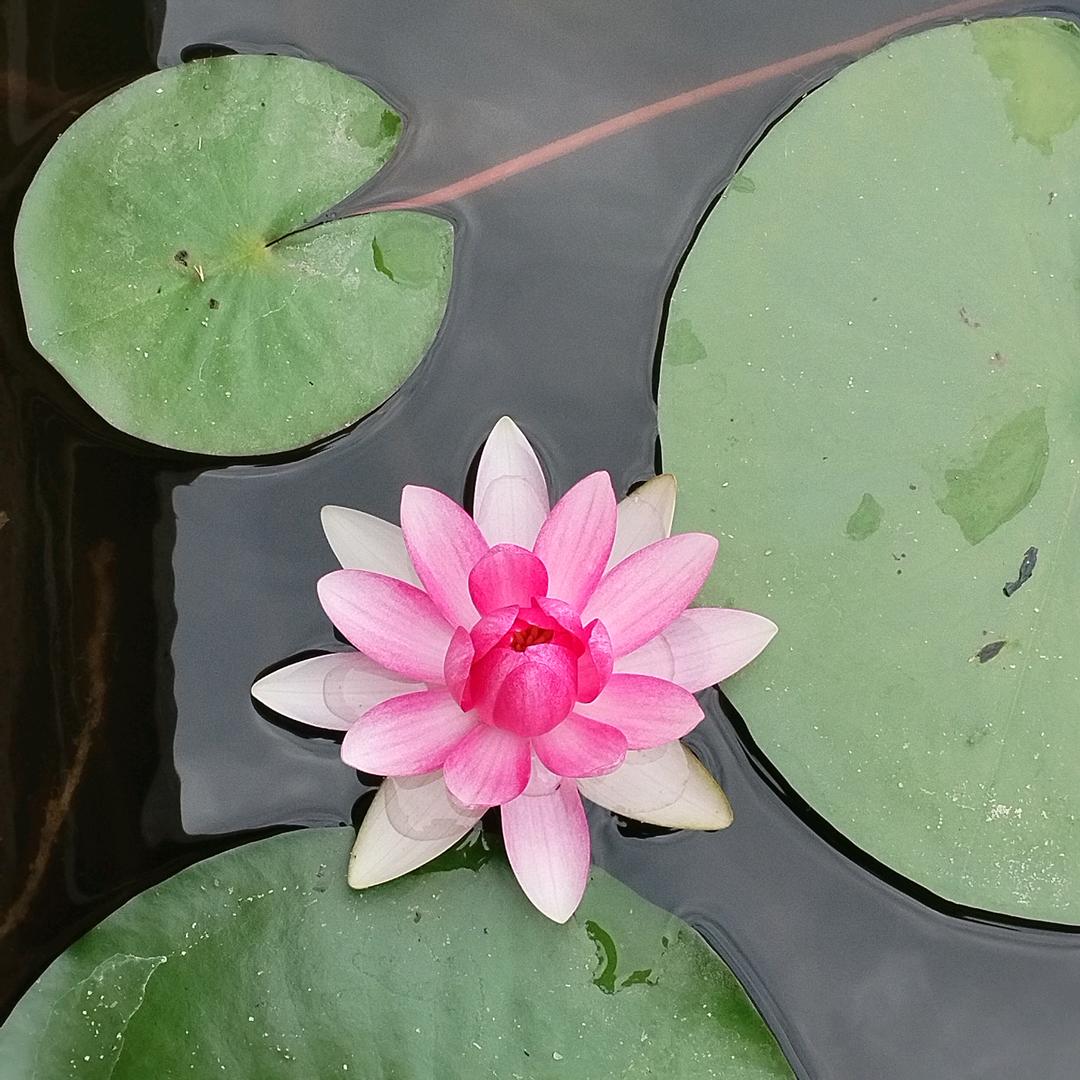☀️分寸头像