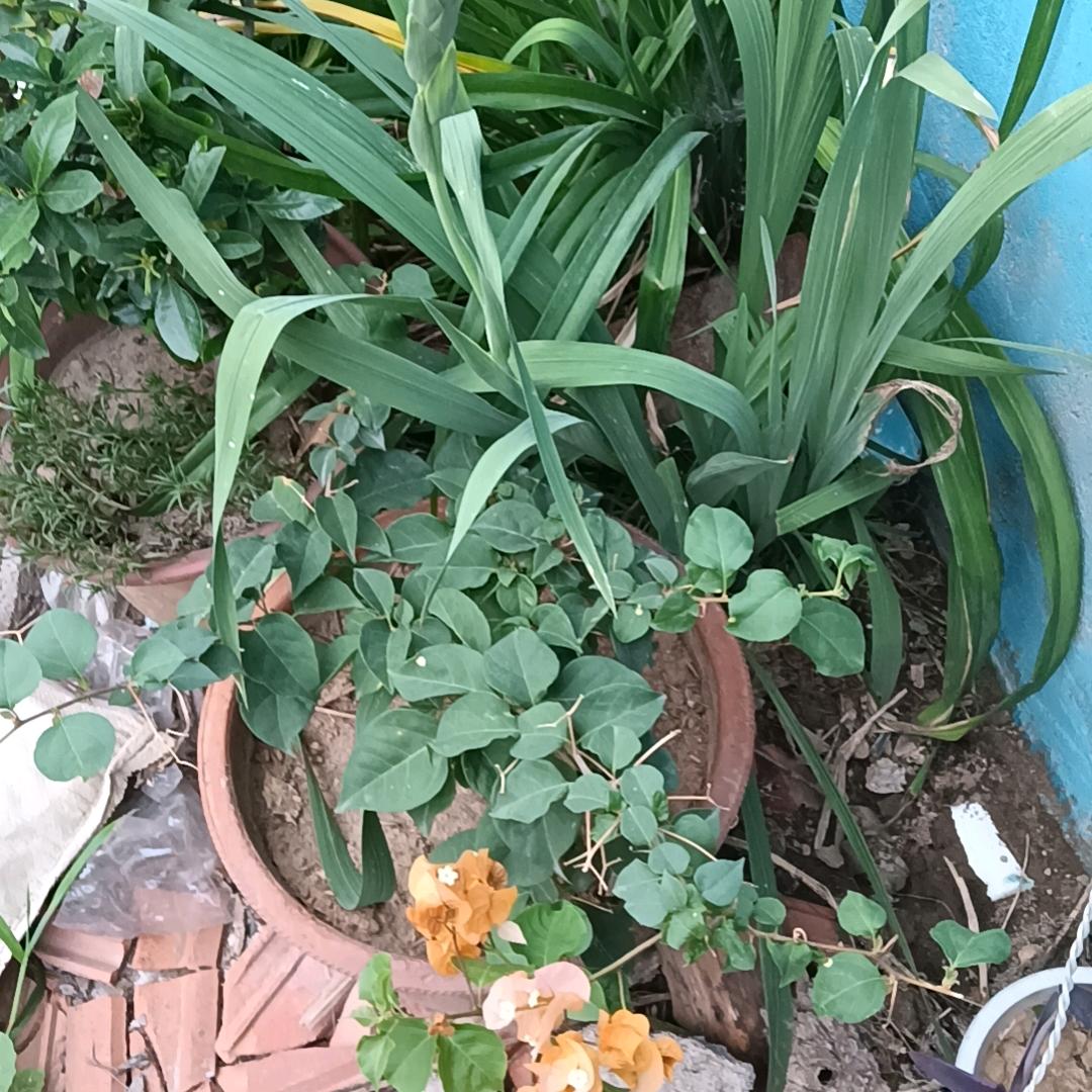 玉良哥