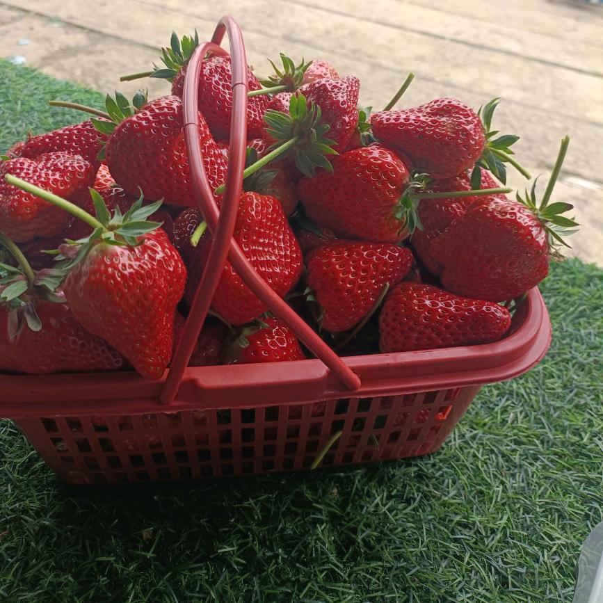 黄土草莓园🍓🍓🍓🍓