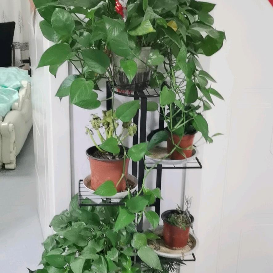 郭有才日记