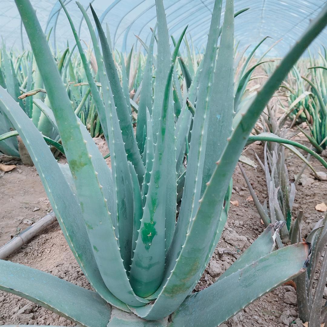 昕妈家的库拉索芦荟铺子