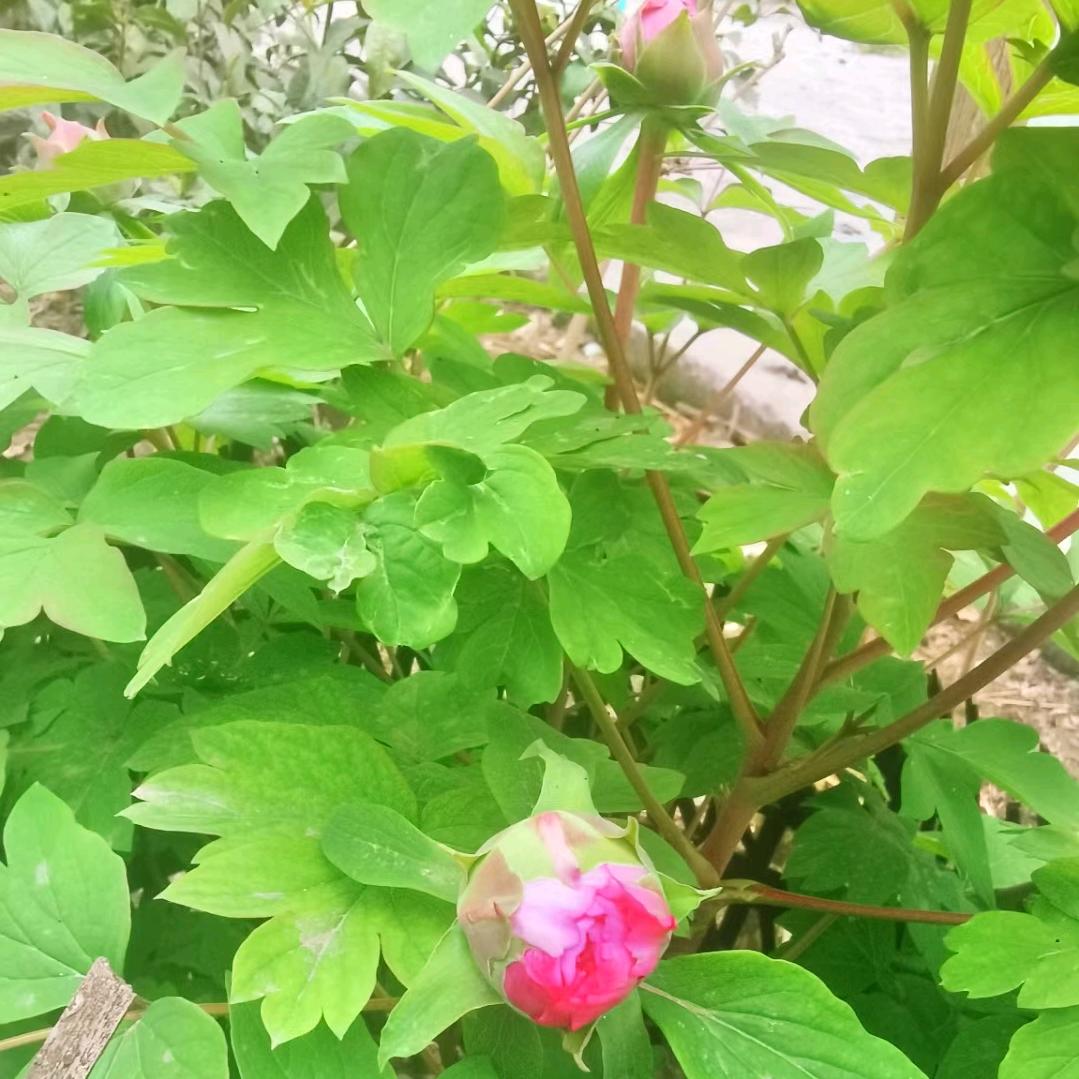 萌萌哒天团