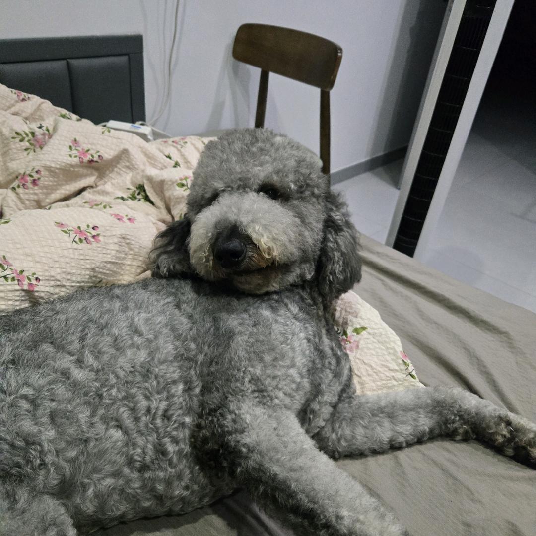 尖椒干豆腐的正确做法