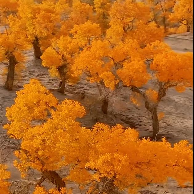 🍂**￥🍂