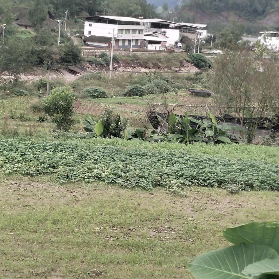 通江黄哥（不定时开播）