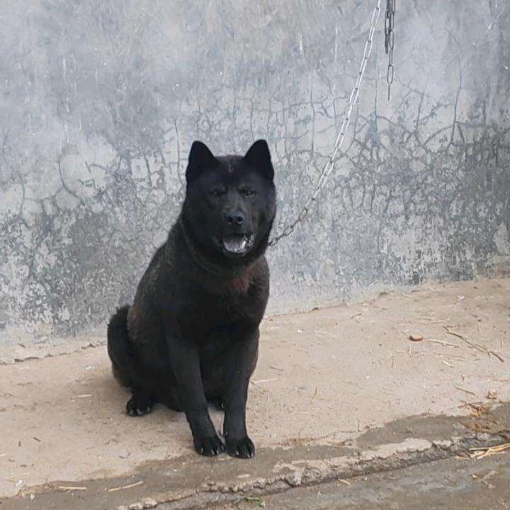 阿伟犬舍…（土狗养殖）（繁殖五黑犬）