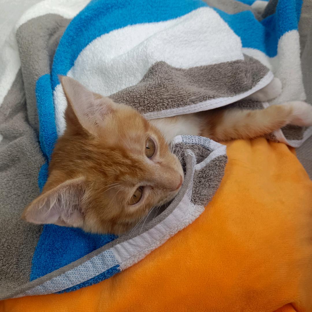 阿铮不会养猫