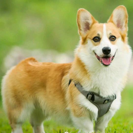 小辰