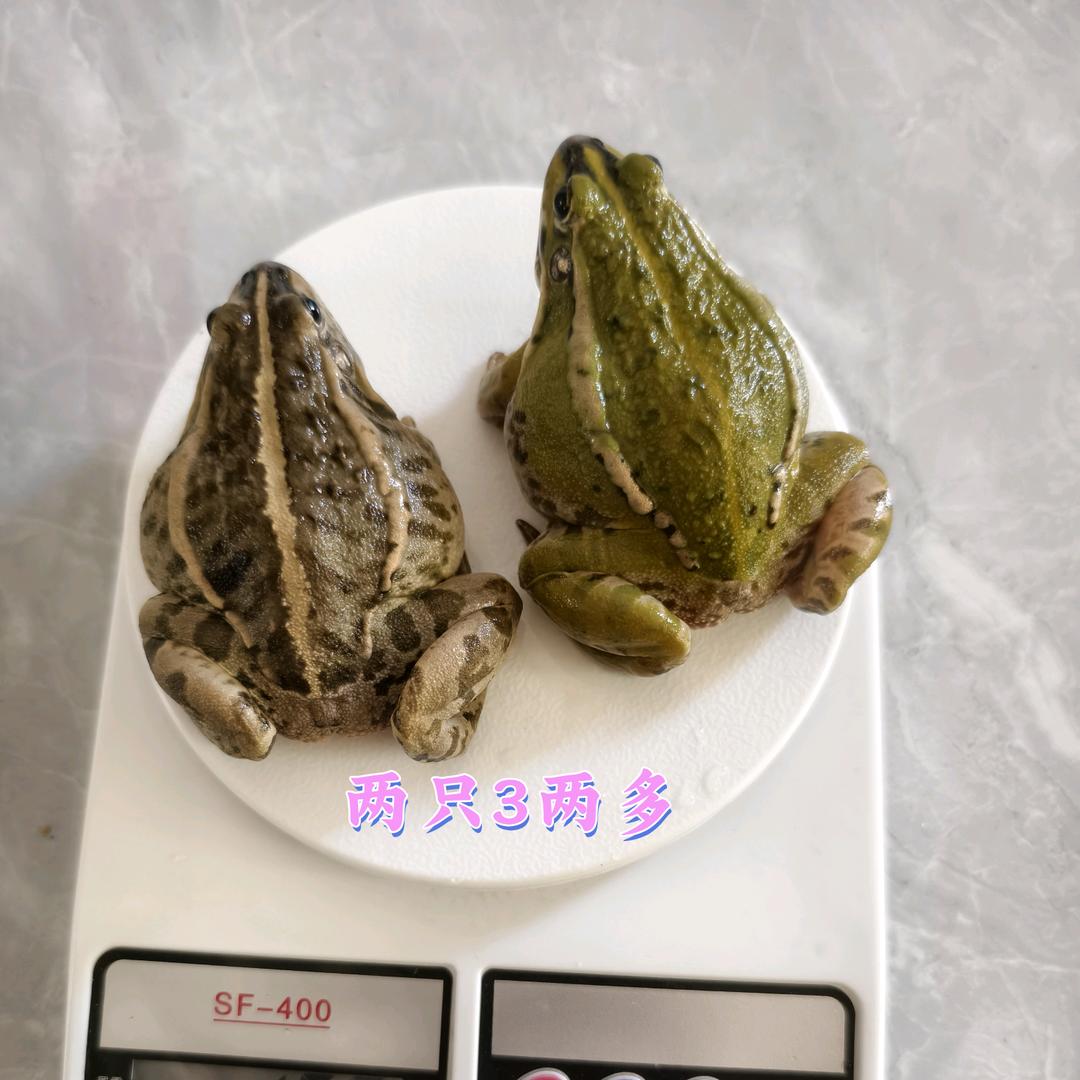 养稻蛙（鲜蛙肉）