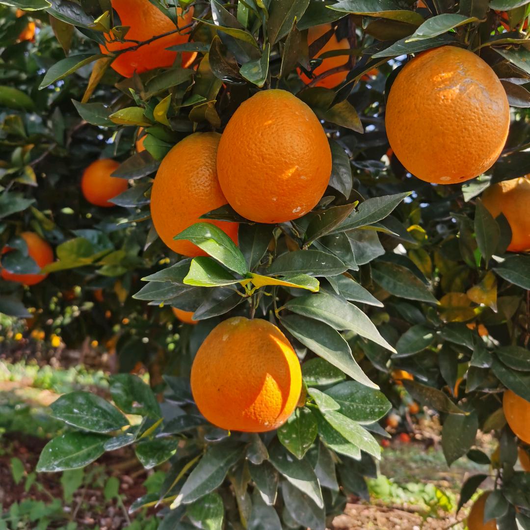 奉节绿佳源特色农产精选