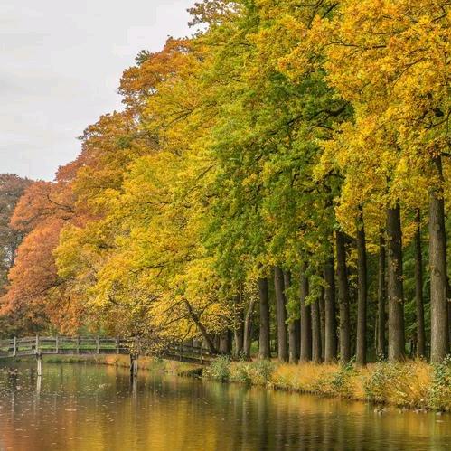 薛定谔有猫有狗