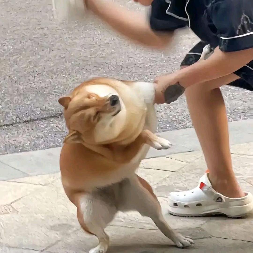 嘞嘞来了