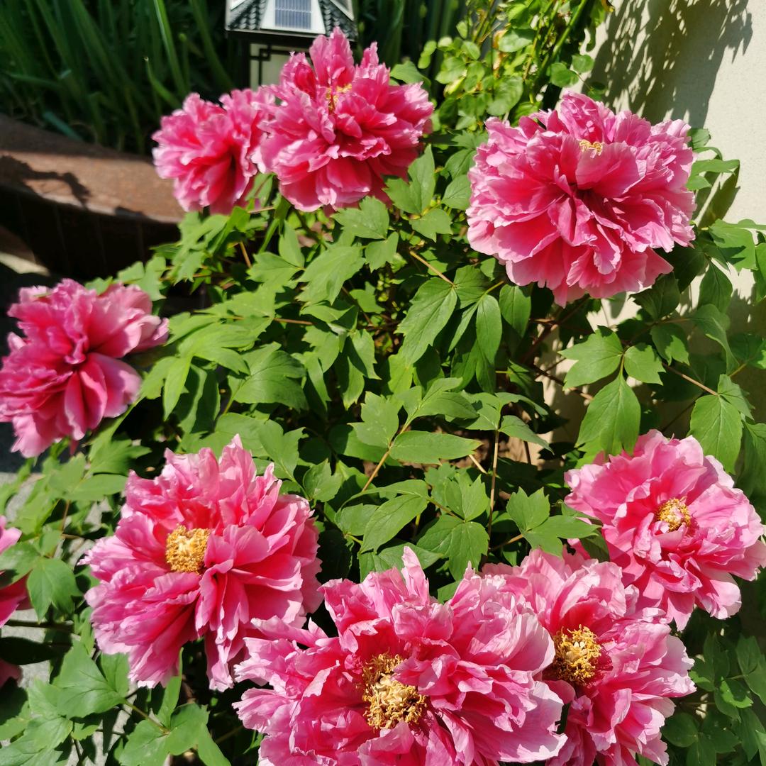 金秀（厚德載物）