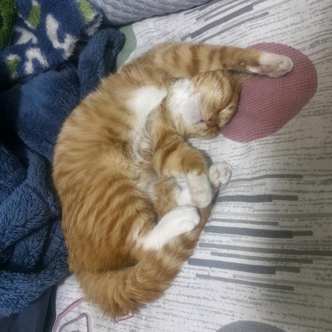 ℳঞ ꦿ歪歪 ໌້ᮨ꧔ꦿ