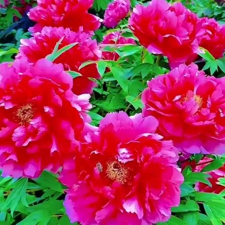 孙思涵