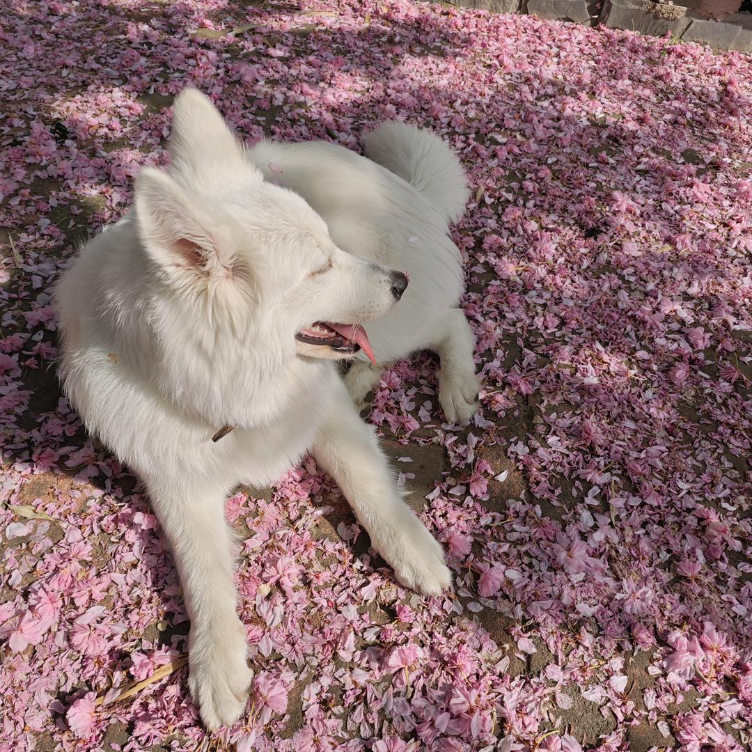 德芙不是萨摩耶